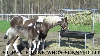 STOLEN EQUINE WHOS SONNY D LITE Near Whitehouse, OH, 43571
